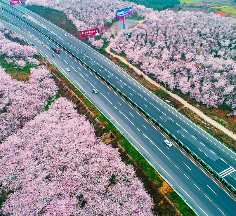 贵阳右二村樱花航拍图